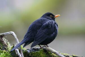 ein Amsel thront auf ein Ast foto