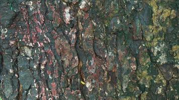 Textur eines alten Holzbaumes