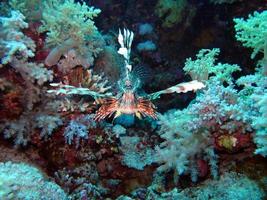 Rotfeuerfisch im Roten Meer foto