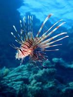 Rotfeuerfisch im Roten Meer foto