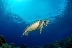 grüne Meeresschildkröte in der Nähe von Apo Island, Philippinen foto