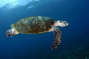 Meeresschildkröte im offenen Wasser foto
