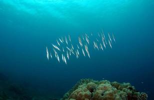 ein Schwertfischschwarm in der Nähe eines Korallenriffs foto