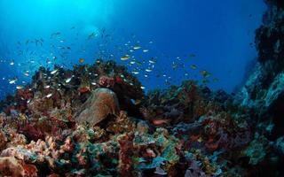 Unterwasser-Hintergrund. Korallenriff der Philippinen foto