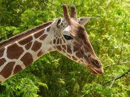 Tiere im Zoo foto