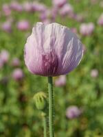 Mohnblumen auf ein Feld im Deutschland foto