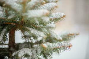 schön Winter Hintergrund. Winter Hintergrund. schneebedeckt Tanne Baum Geäst schließen oben draußen mit selektiv Fokus. Natur breit Bildschirm Netz Banner mit Kopieren Raum foto