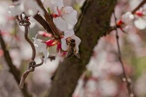 Biene auf Blume von nächtlich Kirsche Prunus tomentosa foto