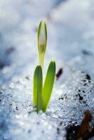 das zuerst Frühling Blumen Weiß Schneeglöckchen im das Wald beleuchten foto