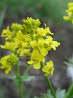 Gelb vergewaltigen Blumen Nahansicht sind zündete durch das Sonne. Pflanzen zum das foto