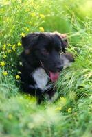 schwarz Mischling Hund mit ein Weiß Brust versteckte im das Gras. Hund auf Sommer- gehen unter Wiese Gräser und Gelb Blumen.heiß Hund und sie nominiert Zunge. foto