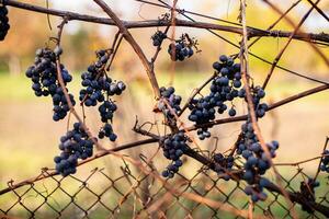 Eis Wein. Eiswein, Eiswein, vereist Wein, am süßesten Wein ist von Trauben geschreddert Weinrebe nach zuerst Frost. verwelkt Gelb Blätter von Trauben im Herbst nach das zuerst kalt Wetter. geerntet Konzept foto