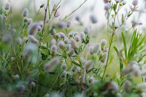 Trifolium arvense auf das Blumen im das Gras foto