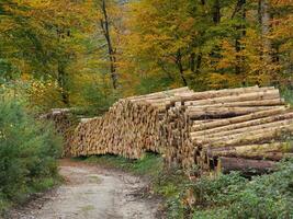 das teutoburg Wald im Deutschland foto