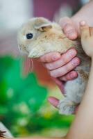 wenig Hase im das Hände von das Vater von das Mädchen. Kind zuerst Zeit sieht ein Hase. Ostern Foto Session im das Studio.