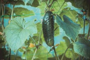 einer Grün reif Gurke auf ein Busch unter das Blätter. Gurke auf das Hintergrund von das Garten. foto