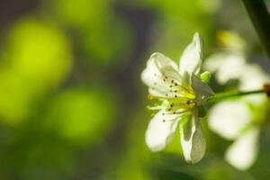 Weiß mit Rosa Blumen von das Kirsche Blüten auf ein Frühling Tag im das Park foto