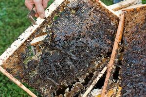 Wachs Motte Larven auf ein infiziert Biene Nest. Startseite von das Bienenstock ist infiziert mit ein Wachs Motte. das Familie von Bienen ist krank mit ein Wachs Motte. furchtbar Wachs Biene Rahmen gegessen durch Parasiten. foto
