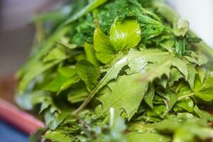 Vegetarier Vitamin Salat von zuerst Frühling Grüns und wild Kräuter. Zutaten zum Zuhause Diät Mahlzeit Gicht Würze, Urtica Dioika, Holz Knoblauch. medizinisch Kraut Urtica dioica Pflanze Kochen Lebensmittel. Vegetarier Vitamin Salat von zuerst Frühling Grüns und wild Kräuter. Ing foto