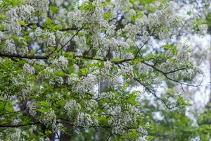 Geäst von üppig Frühling Blühen Weiß Blumen Baum Akazie. Blühen Cluster von Akazie. Honig Frühling Pflanze. sammeln Nektar. Pflanze mit gesund und köstlich Honig. foto