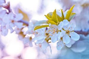 Blumen von Kirsche Pflaume oder Myrobalan Prunus cerasifera Blühen im das Frühling auf das Geäst. Designer getönt im Rosa und Blau. foto