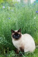 Siamese Muschi Sitzung Gebüsch foto