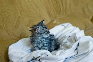 nass matschig erschrocken Kätzchen nach Bad. Tier Hygiene. Zerstörung von Parasiten. Behandlung von Flöhe. foto