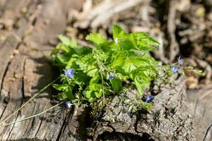 Veronica Persika, Birdeye Ehrenpreis, verbreitet Feld-Ehrenpreis, Vogelaugen, oder Winter Speedwell auf hölzern Hintergrund foto