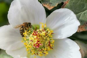 Honig Biene sammelt Nektar und Pollen im früh Frühling von Nieswurz, Nieswurz, Helleborus blühen Pflanzen im das Familie Ranunkeln. foto