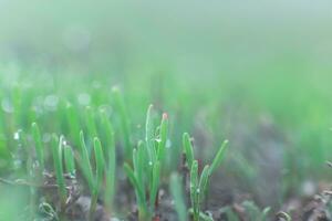 Polygonum Aviculare, verbreitet Knöterich, niederwerfen Knöterich, Vogelkraut, Schweinekraut und niedriges Gras. jung Grün Gras Sprossen auf Grün Hintergrund. Frühling Hintergrund. frisch Mikrogrün. foto