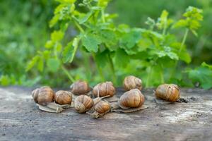 viele Wendel Pomatie, Burgund Schnecke, römisch Schnecke, essbar Schnecke oder Schnecke auf hölzern Tafel nach Regen. Schnecken gegen Hintergrund von saftig Grün von Reinheit. foto