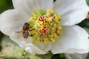 Honig Biene sammelt Nektar und Pollen im früh Frühling von Nieswurz, Nieswurz, Helleborus blühen Pflanzen im das Familie Ranunkeln. foto
