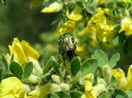 Makro Foto ein Gelb Blume Cytisus ratisbonensis im das mont