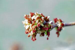 acer Negundo, Box ältere, Boxelder, ascheblättrig und Ahorn Asche, Manitoba, Elf, Eschenblatt Ahorn männlich Blütenstände und Blumen auf Ast foto