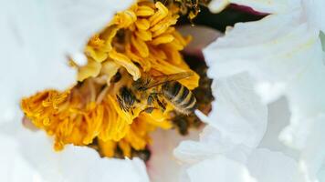 Weiß Pfingstrose, Pion Blume schließen oben Detail. Honig Biene mit Quark auf befleckt Peon Staubblätter. Bienen sammeln Pollen von Paeonia Suffruticosa, Baum Pfingstrose oder paeony Blume. viele Bienen Innerhalb Blume. foto