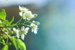 Weiß mit Rosa Blumen von das Kirsche Blüten auf ein Frühling Tag im das Park foto