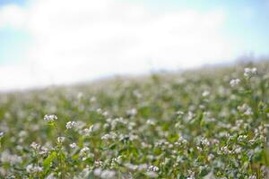 Feld von Buchweizen auf ein Hintergrund von ein stürmisch Himmel. Buchweizen, Fagopyrum esculentum, japanisch Buchweizen und Silberrumpf Buchweizen Blühen auf das Feld. Nahansicht Blumen von Buchweizen foto