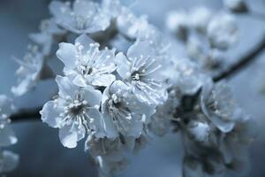 Blumen von Kirsche Pflaume oder Myrobalan Prunus cerasifera Blühen im das Frühling auf das Geäst. Designer getönt im Blau. foto