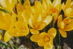 Krokus, Krokusse oder Kroki Das blüht im das Wiese. foto