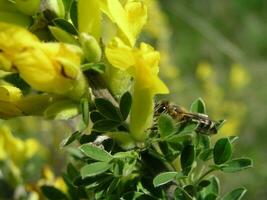 Makro Foto ein Gelb Blume Cytisus ratisbonensis im das Monat von dürfen. Honig Pflanzen Ukraine. sammeln Pollen von Blumen und Knospen