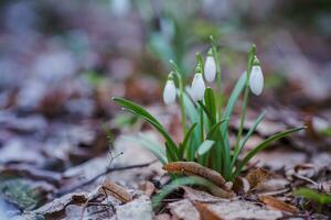 Galanthus, Schneeglöckchen drei Blumen gegen das Hintergrund von Bäume. foto