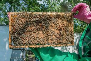 Rahmen mit versiegelt Biene Brut im das Hände von ein Imker. Rahmen mit Bienen Satz. Honigbiene Familie mit Drohnen auf Waben mit versiegelt Honig. foto