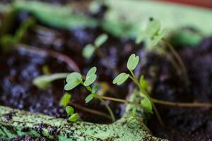 jung Rucola Sprossen im Töpfe zum Sämlinge. sprießen Saat von foto