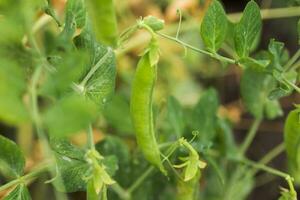 pisum sativum, Erbse, Garten Erbsen im das Garten. jung Erbse Sprossen. Erbse pod auf Busch Nahansicht. Vegetarier Lebensmittel. foto