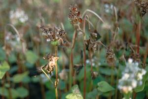 Buchweizen nach Frost. gefroren Blätter und Blumen von Buchweizen. Pflanzen nach Scharf kalt schnappen. tot Teile von Pflanzen nach Frost. zerstört Getreide, Zusammenbruch von Geschäft. Probleme von Agronomie foto