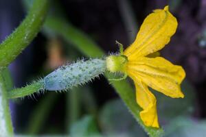 Gurke Eierstock und Gelb Blume. Gurke Cucumis Sativus im das Gemüse Garten mit Eierstock Onstalk mit Blätter. Gurke im Garten ist gebunden oben auf Gitter. Nahansicht. foto