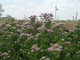 Rosa flauschige Blumen Eupatorium Cannabinum, Hanf-Agrimonie oder heilig Seil wachsend auf Wiese. Honig und medizinisch Pflanzen im Europa. Droge Pflanzen foto