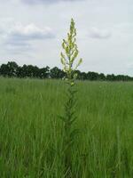 verbascum, Königskerze, Samt Anlage, Gelb Blumen foto