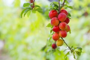 Kirsche Pflaume oder Myrobalan Prunus cerasifera rot reif Steinfrucht, Steinfrucht von auf Geäst von Baum im Sommer. Obstgärten während Ernte von Früchte. foto