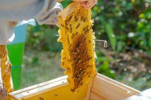 Bienenwabe mit Bienen und Honig. Imker halten enorm Bienenwabe im Hand mit Menge von Bienen. Mann fegen Bienen von ein Rahmen mit ein versiegelt Brut. Natur, Insekten. Bienenzucht foto